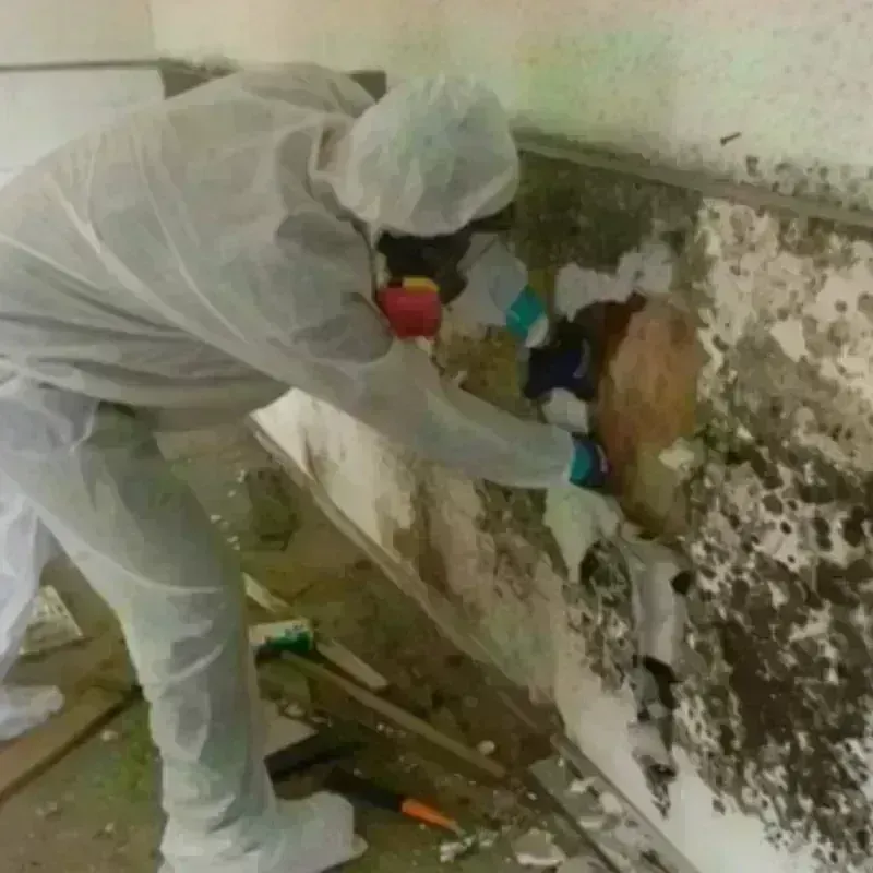 Mold Remediation and Removal in Old Tappan, NJ